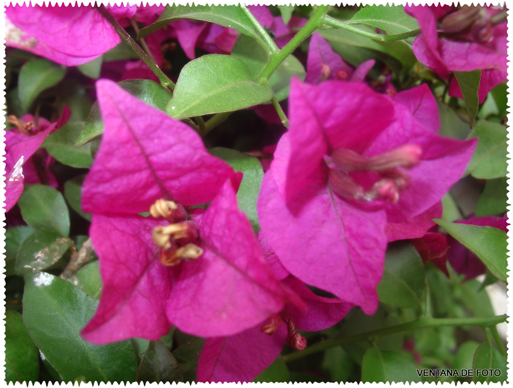 Foto: Primavera (POSADAS) - Posadas (Córdoba), España