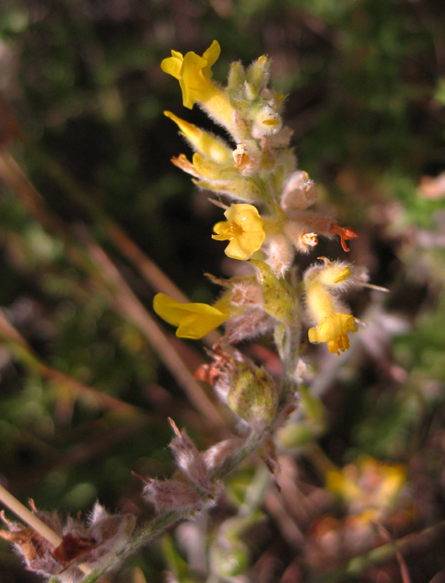 Foto: Flora - Níjar (Almería), España