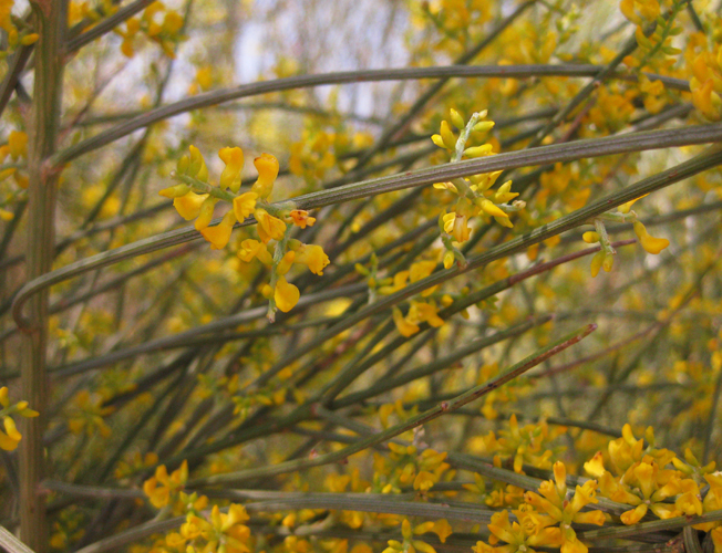 Foto: Flora - Níjar (Almería), España