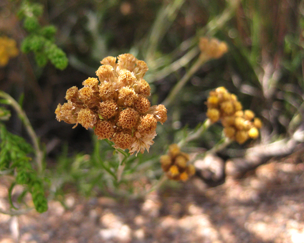Foto: Flora - Níjar (Almería), España
