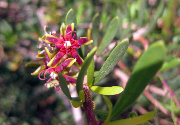 Foto: Flora - Níjar (Almería), España