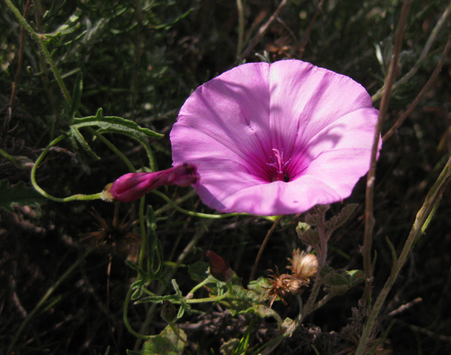 Foto: Flora - Níjar (Almería), España