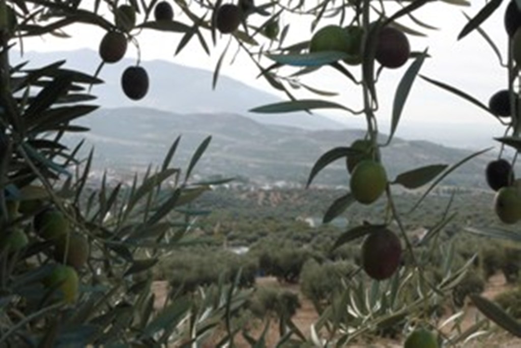 Foto: Entre Olivas - Salar (Granada), España