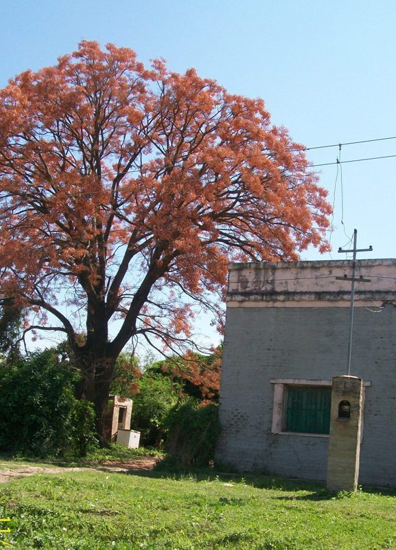 Foto: Ceibo - Pirané (Formosa), Argentina