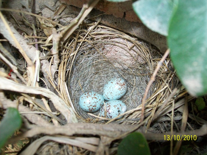 Foto: Pirané Formosa, Argentina - Pirané Formosa (Formosa), Argentina