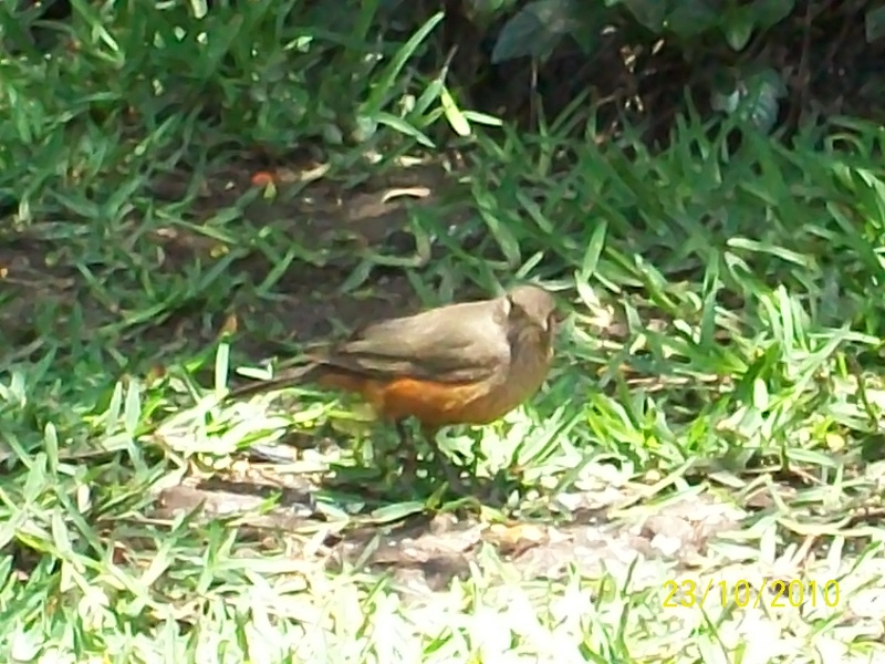 Foto: Pirané Formosa, Argentina - Pirané Formosa (Formosa), Argentina