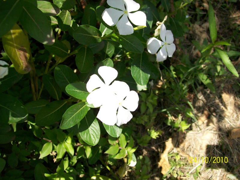 Foto: Pirané Formosa, Argentina - Pirané Formosa (Formosa), Argentina
