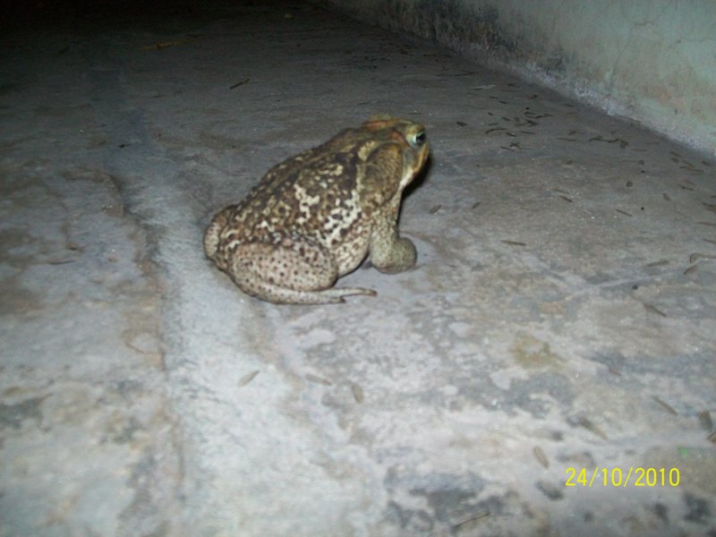 Foto: Pirané Formosa, Argentina - Pirané Formosa (Formosa), Argentina