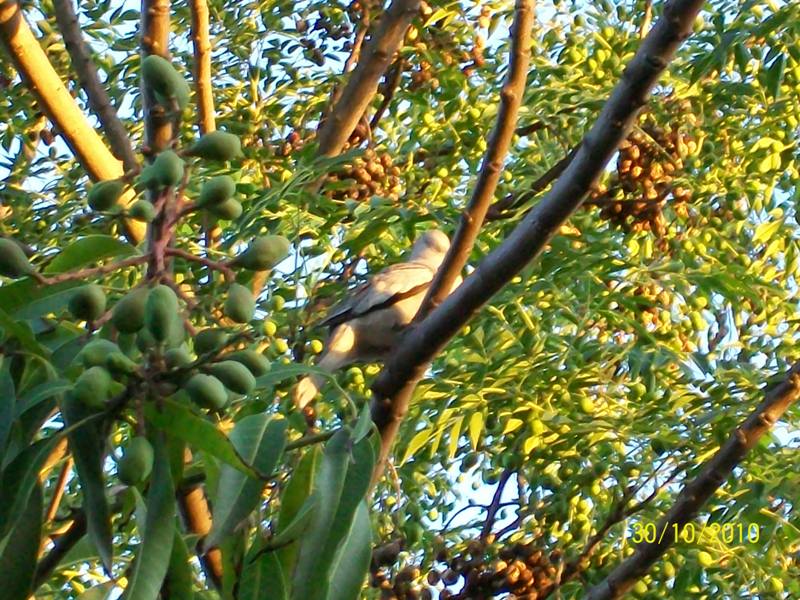 Foto: Pirané Formosa, Argentina - Pirané Formosa (Formosa), Argentina