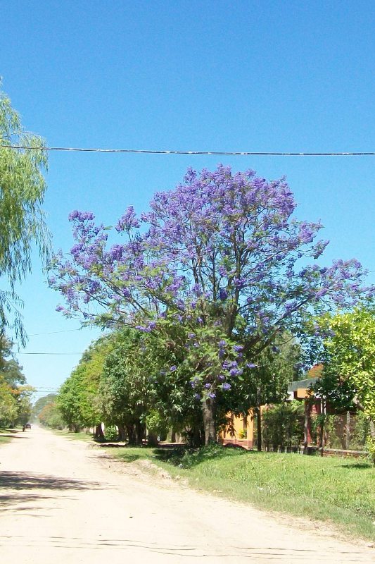 Foto: Pirané Formosa, Argentina - Pirané Formosa (Formosa), Argentina