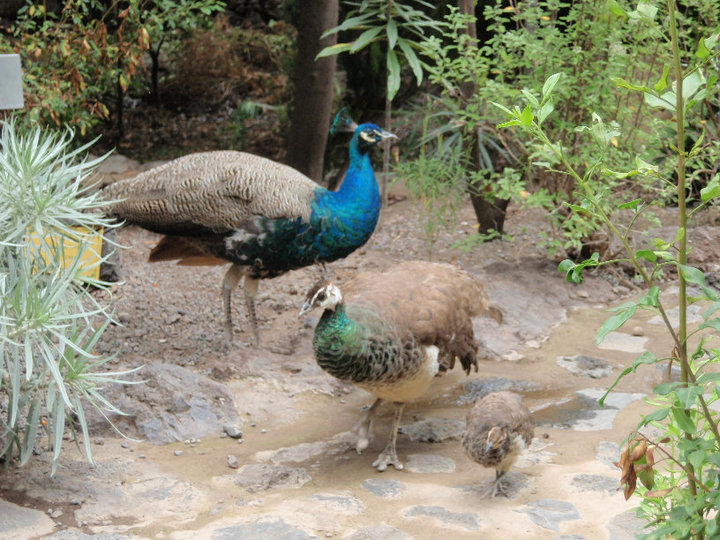Foto de Tenrife (Santa Cruz de Tenerife), España