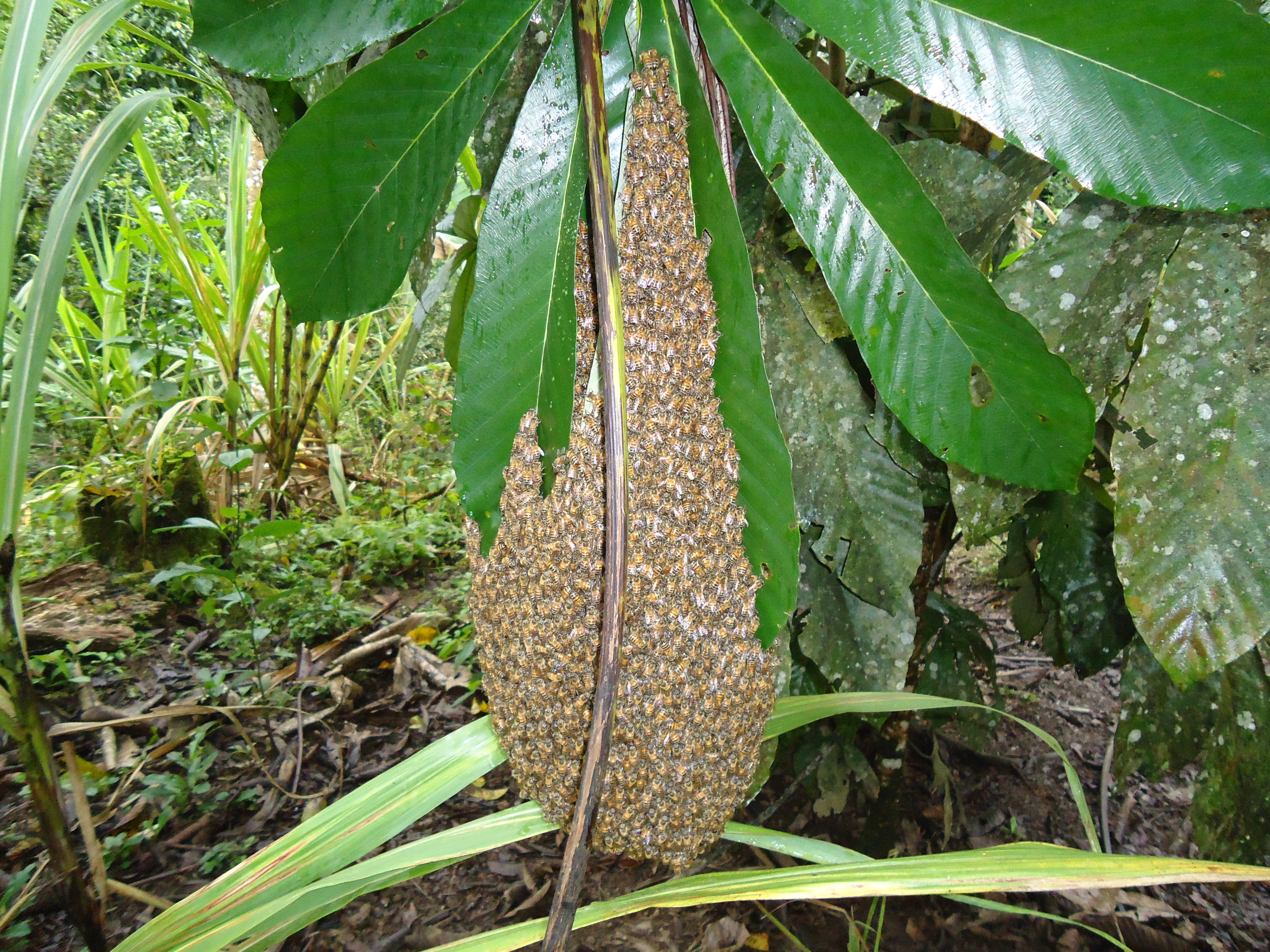 Foto: Colmena de abejas - Shell (Pastaza), Ecuador