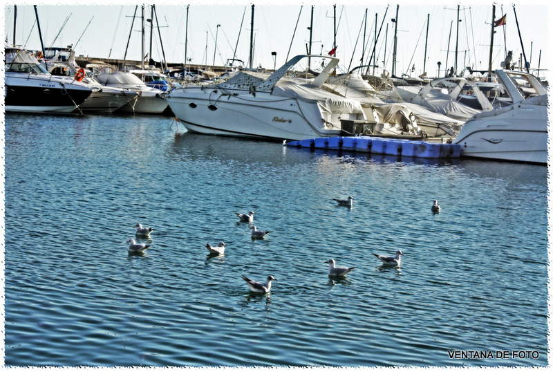 Foto: Puerto Marina (BENALMÁDENA COSTA) - Benalmádena Costa (Málaga), España
