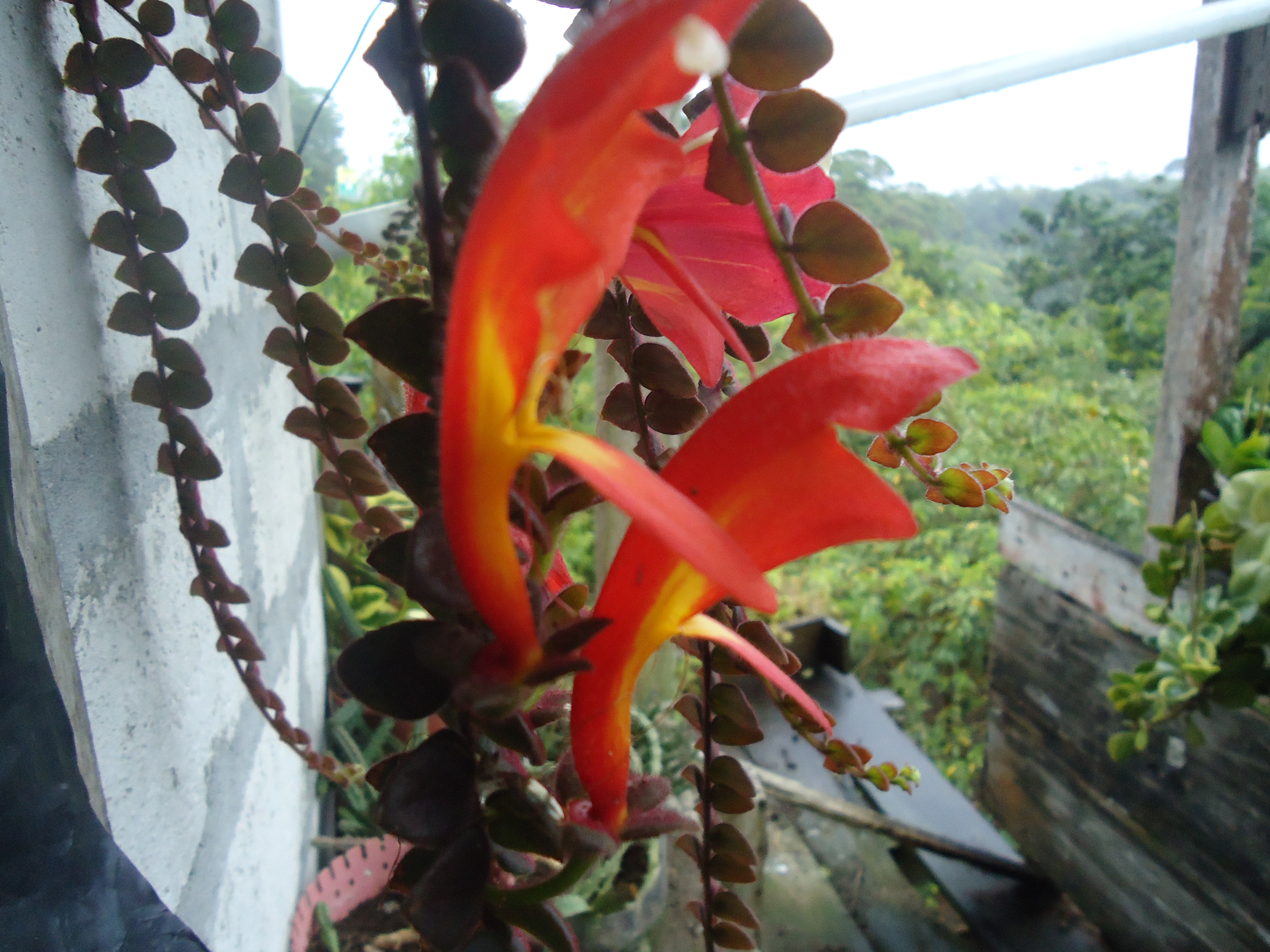 Foto: Flor Cobra - Shell-Te Zulay (Pastaza), Ecuador