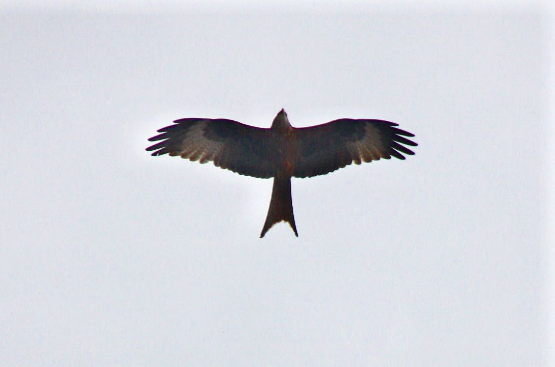 Foto: Alcón volando el pueblo - Ansó (Huesca), España