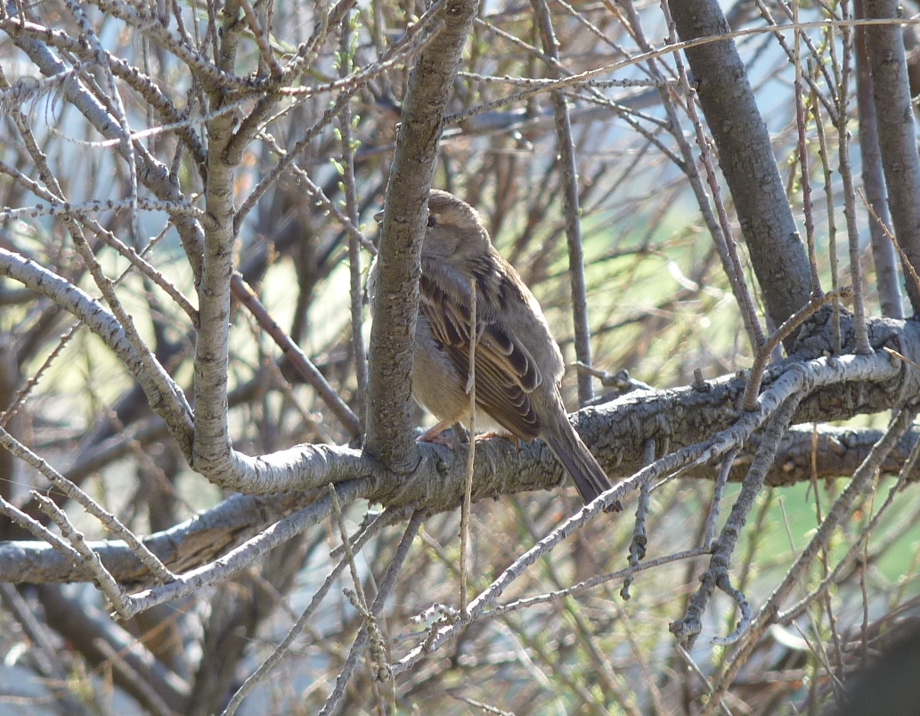Foto de Mar del Plata (Buenos Aires), Argentina