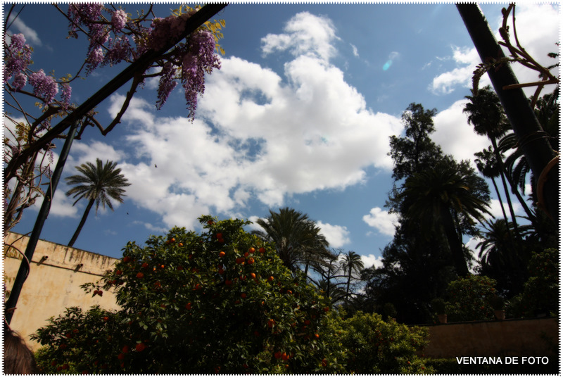 Foto: REALES ALCÁZARES - Sevilla (Andalucía), España