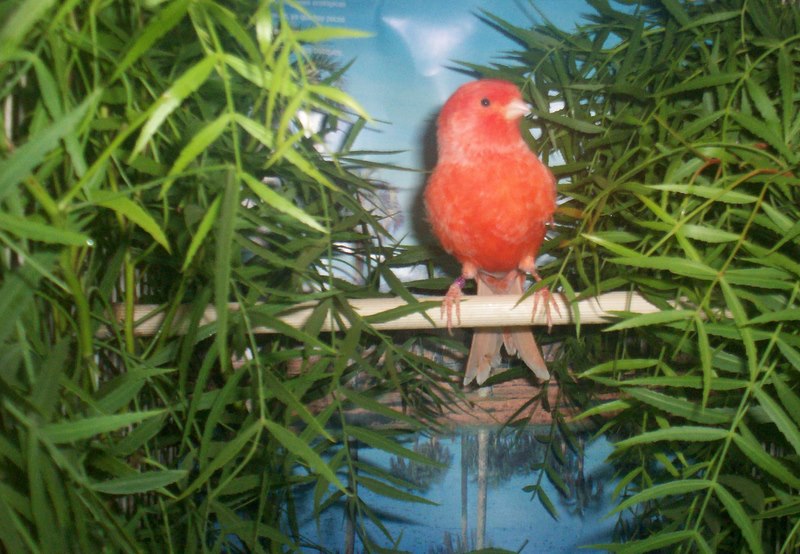 Foto: Nuestro Canario - Maldonado, Uruguay