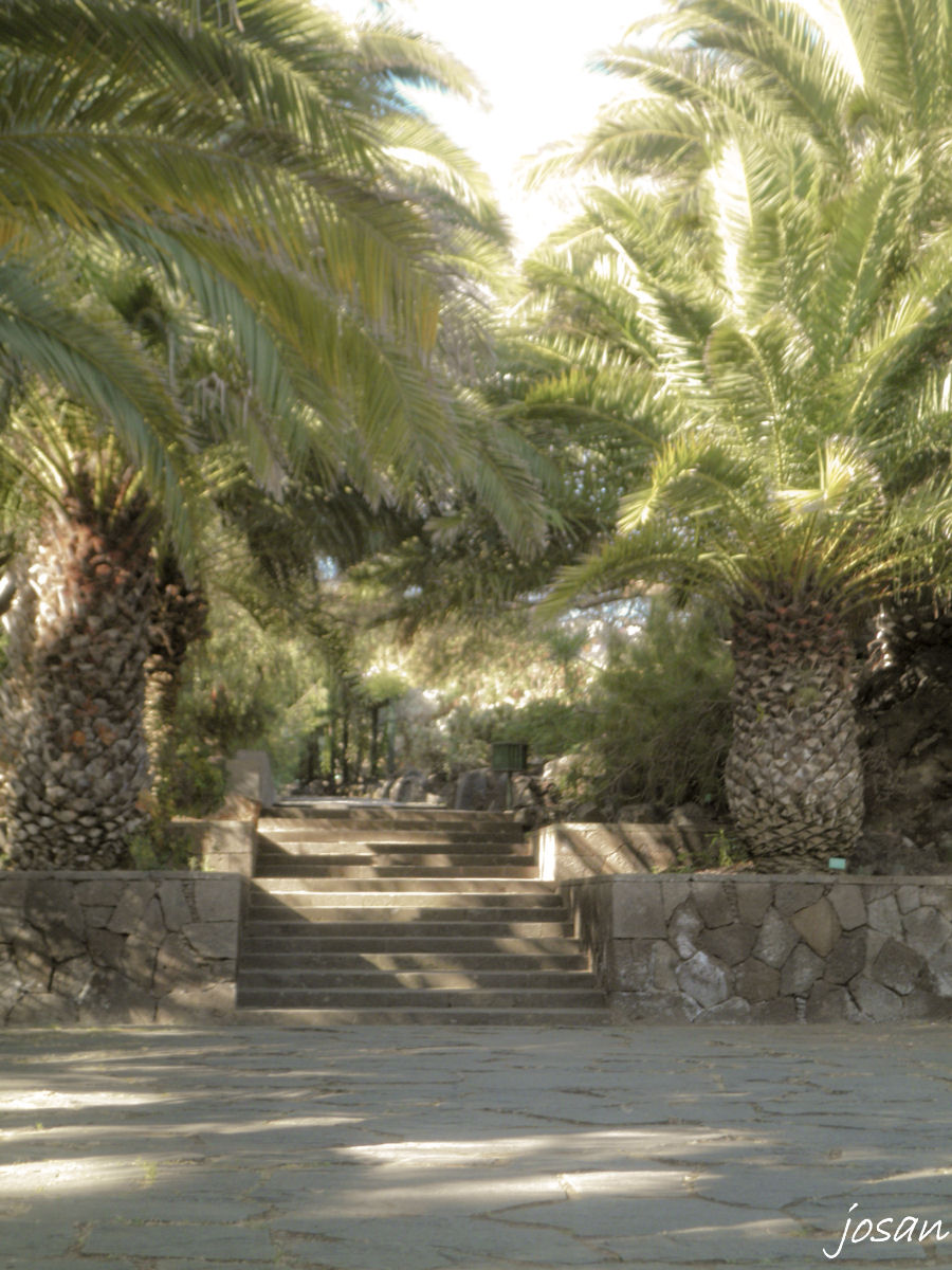 Foto: jardin canario - Las Palmas De Gran Canarias (Las Palmas), España