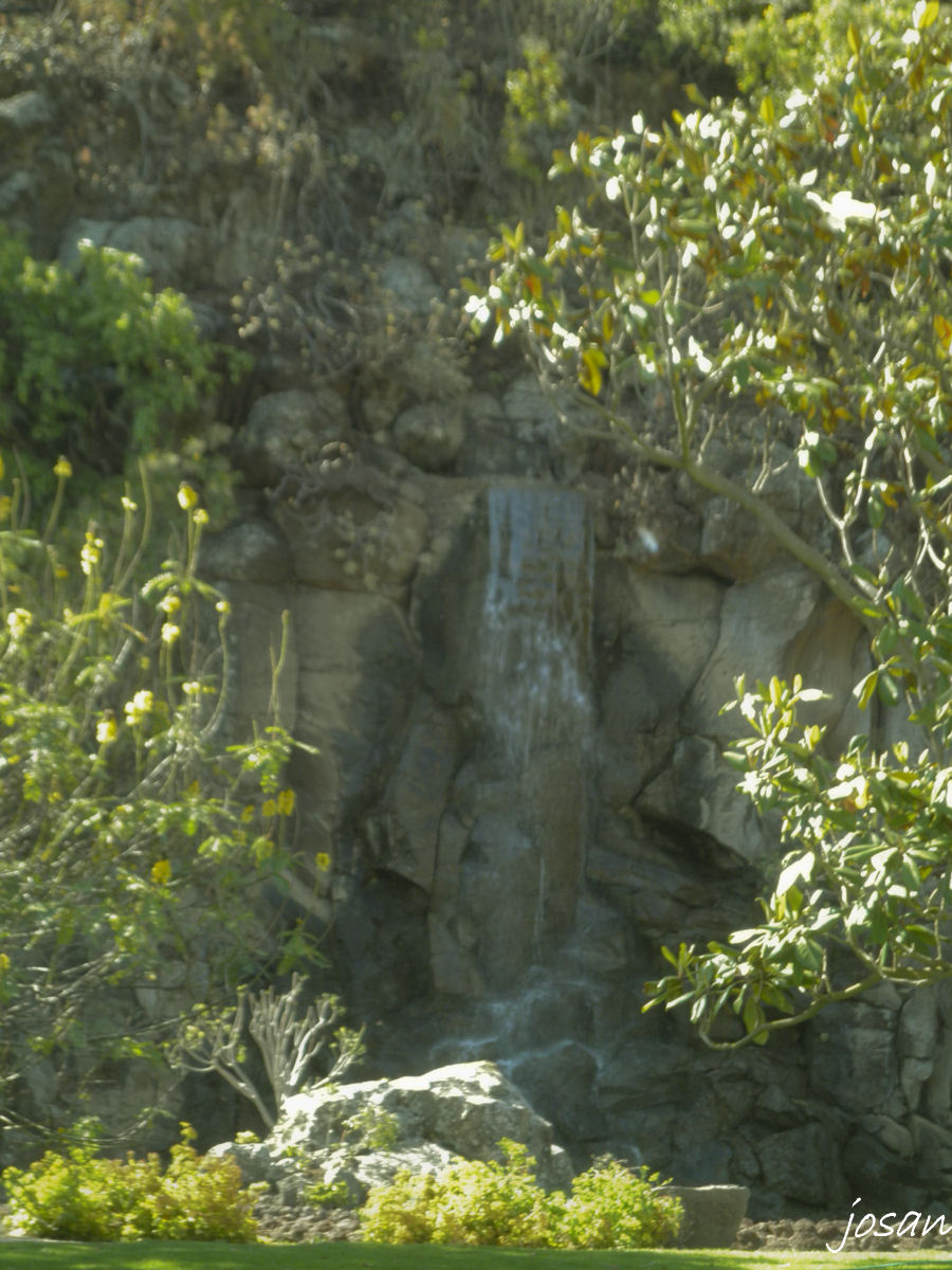 Foto: jardin canario - Las Palmas De Gran Canarias (Las Palmas), España