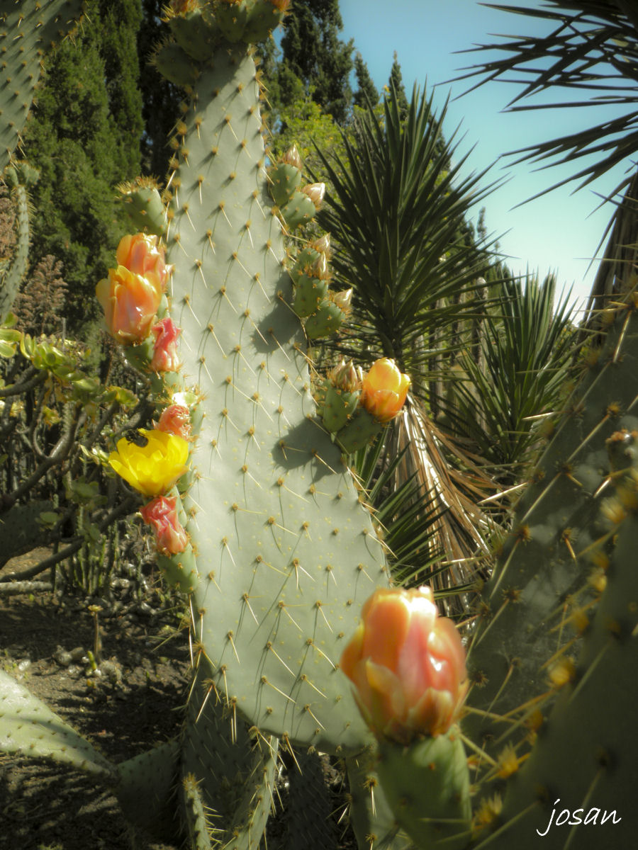 Foto: jardin canario - Las Palmas De Gran Canarias (Las Palmas), España