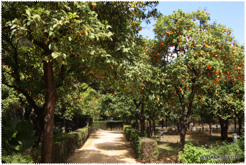 Foto: REALES ALCÁZARES - Sevilla (Andalucía), España