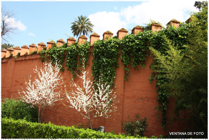 Foto: REALES ALCÁZARES - Sevilla (Andalucía), España