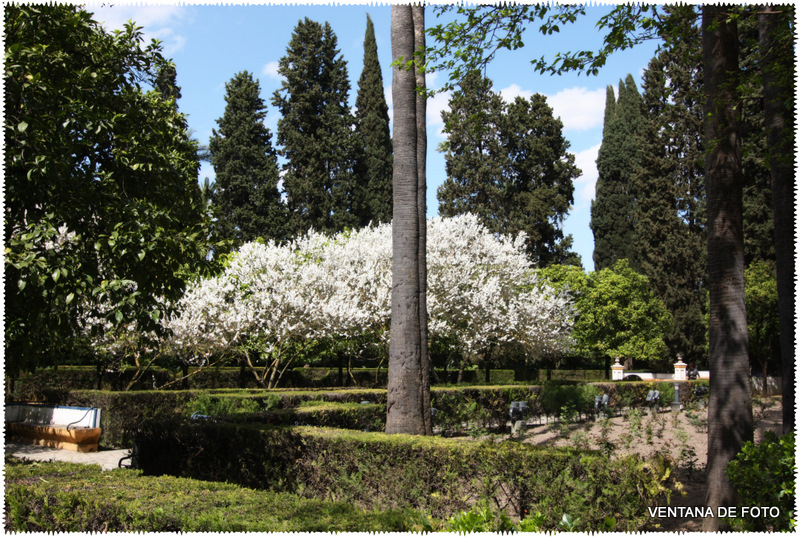 Foto: REALES ALCÁZARES - Sevilla (Andalucía), España