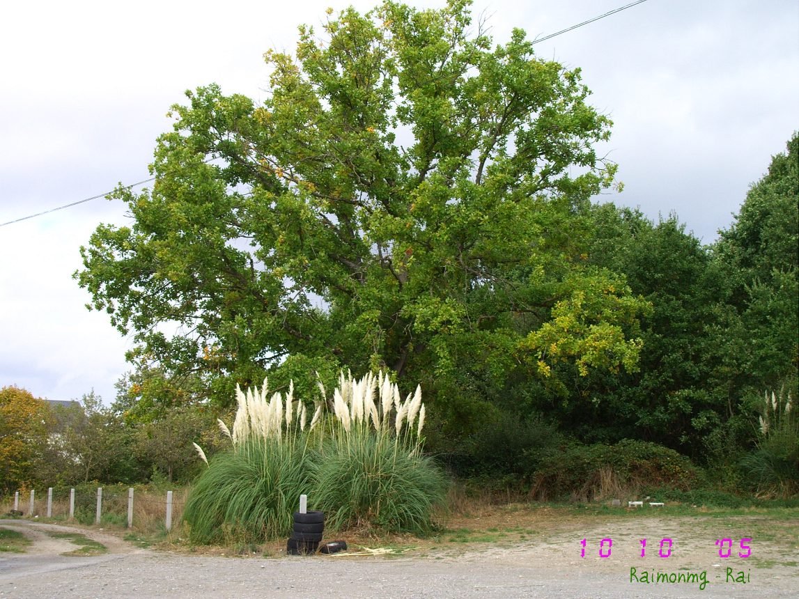Foto: Galicia - Galicia (Ourense), España