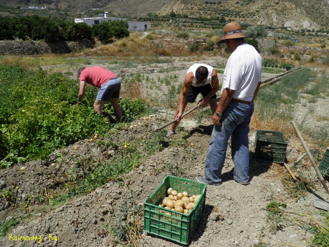 Foto: Agricultura - Huécika (Almería), España