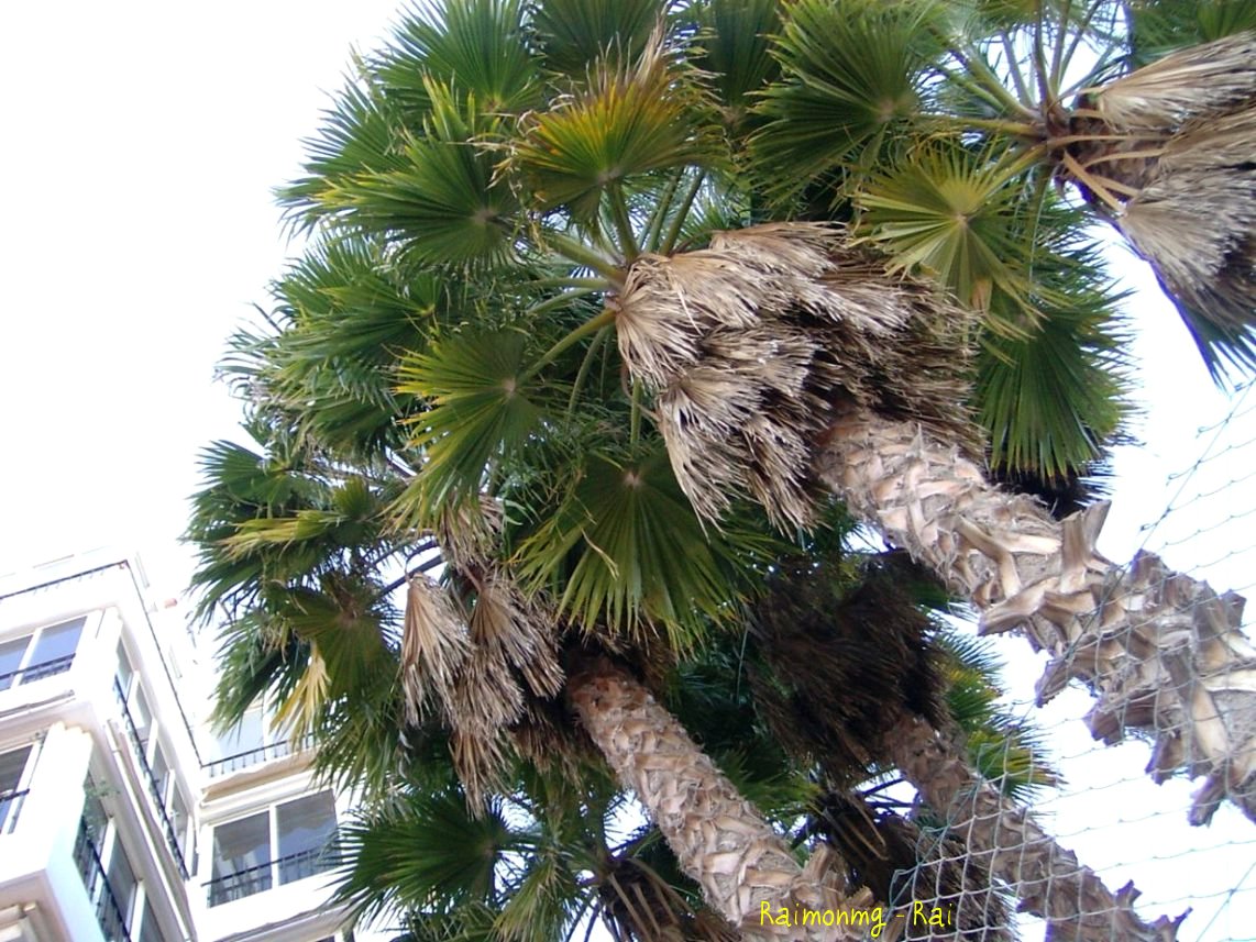 Foto: Palmeras - Aguadulce (Almería), España