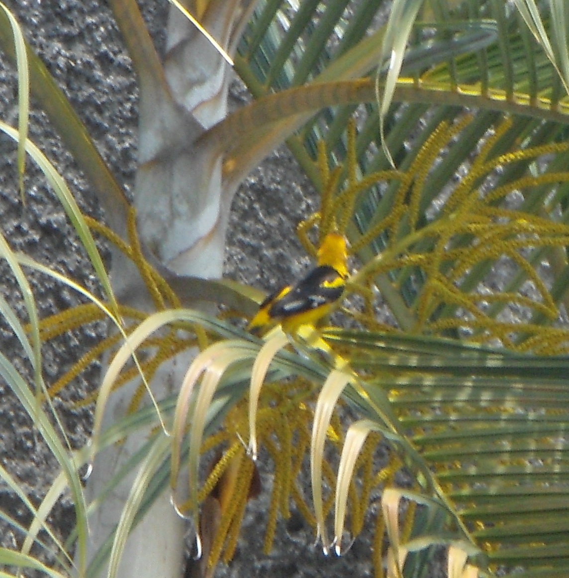 Foto: gorrioncillo - Tapachula (Chiapas), México