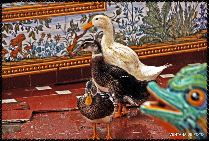 Foto: PATOS DEL ESTANQUE-PARQUE DEL PRADO - Talavera De La Reina (Toledo), España