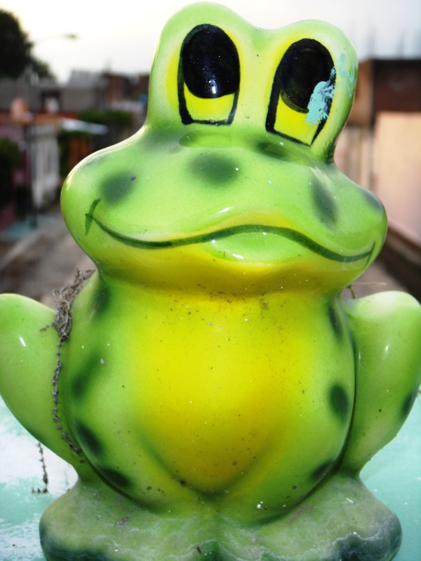 Foto: rana - Tapachula (Chiapas), México