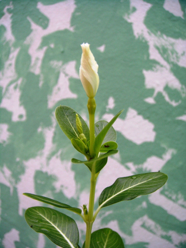 Foto: capullo - Tapachula (Chiapas), México