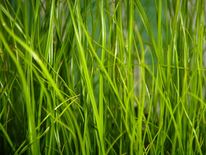 Foto: pasto - Tapachula (Chiapas), México