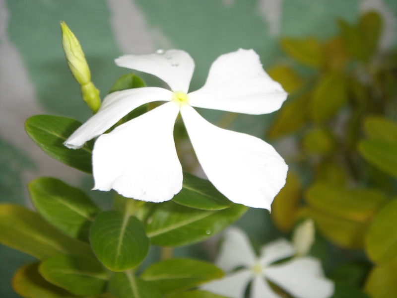 Foto: flor - Tapachula (Chiapas), México