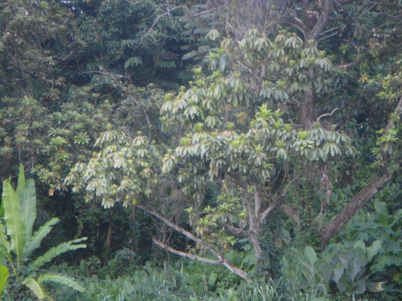 Foto: bosque - Tapachula (Chiapas), México