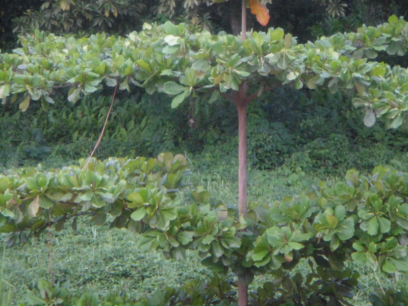 Foto: bosque - Tapachula (Chiapas), México