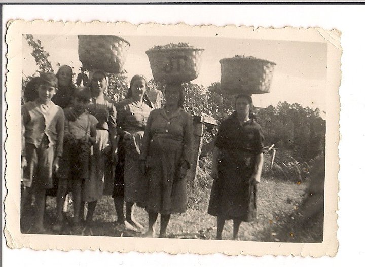 Foto: Vendimia en VILASOBROSO  en 1957 - Vilasobroso (Pontevedra), España