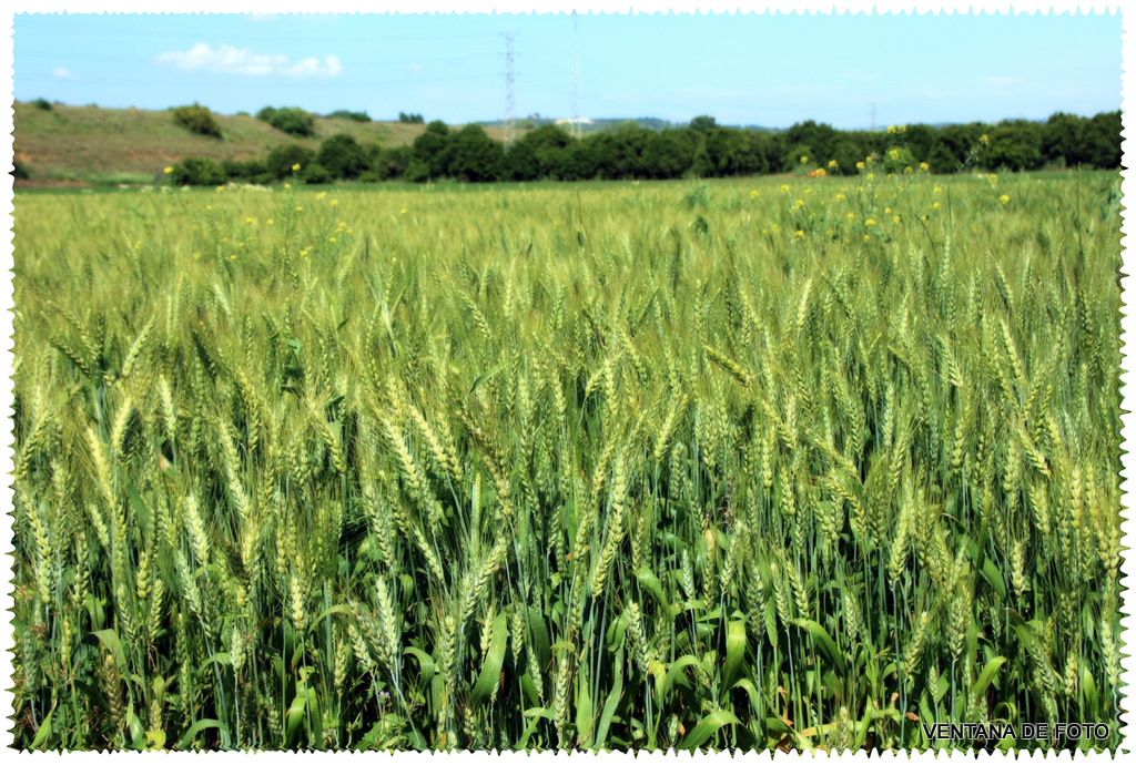 Foto: TRIGAL - Posadas (Córdoba), España