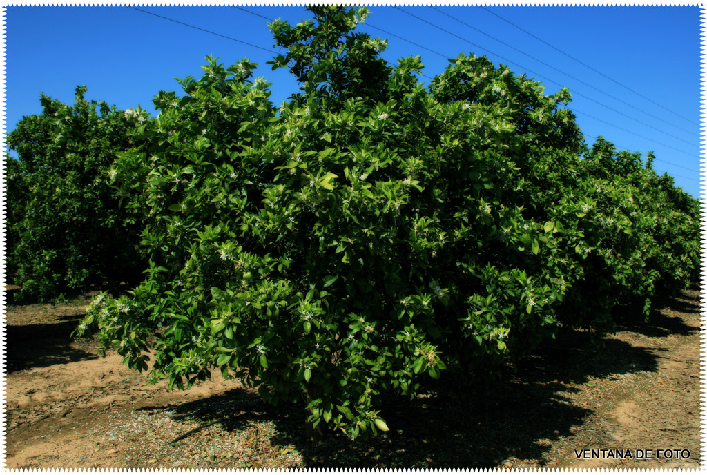 Foto: NARANJOS - Posadas (Córdoba), España