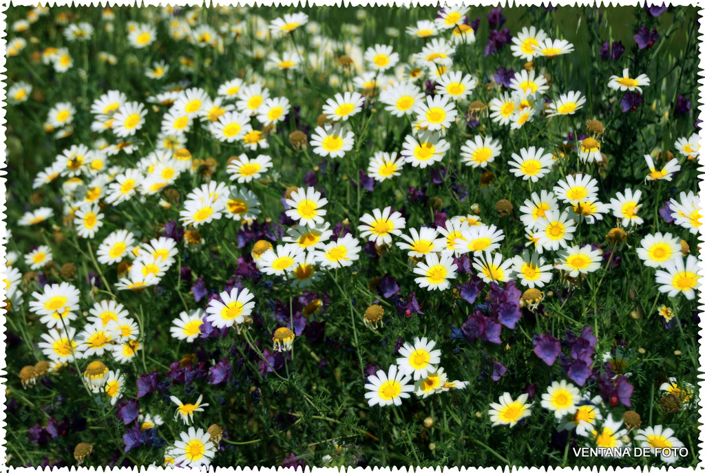 Foto: MARGARITAS SIVESTRES - Posadas (Córdoba), España
