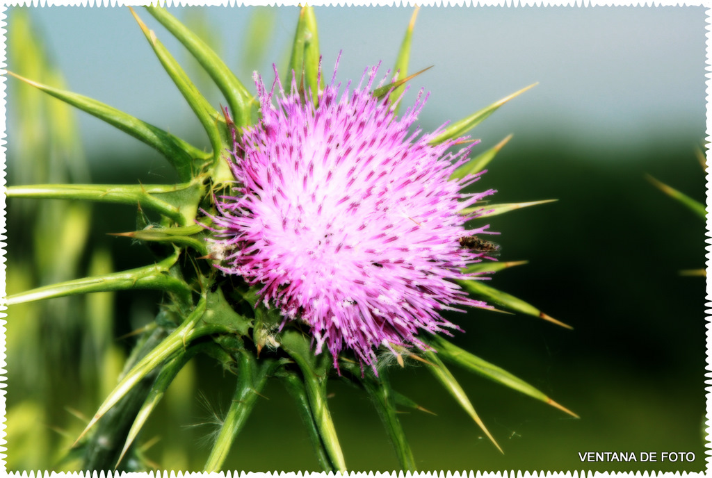 Foto: FLOR SIVESTRE - Posadas (Córdoba), España