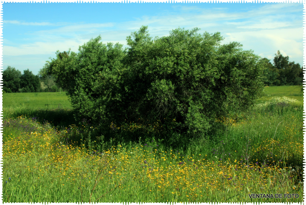 Foto: PAISAJE CAMPESTRE - Posadas (Córdoba), España