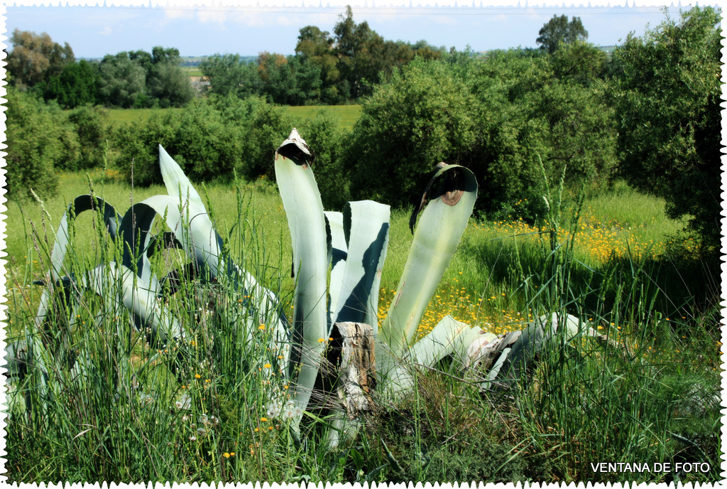 Foto: PAISAJE CAMPESTRE - Posadas (Córdoba), España