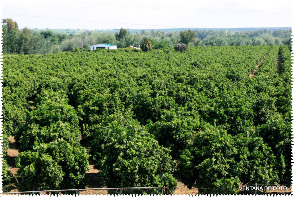 Foto: NARANJAL - Posadas (Córdoba), España