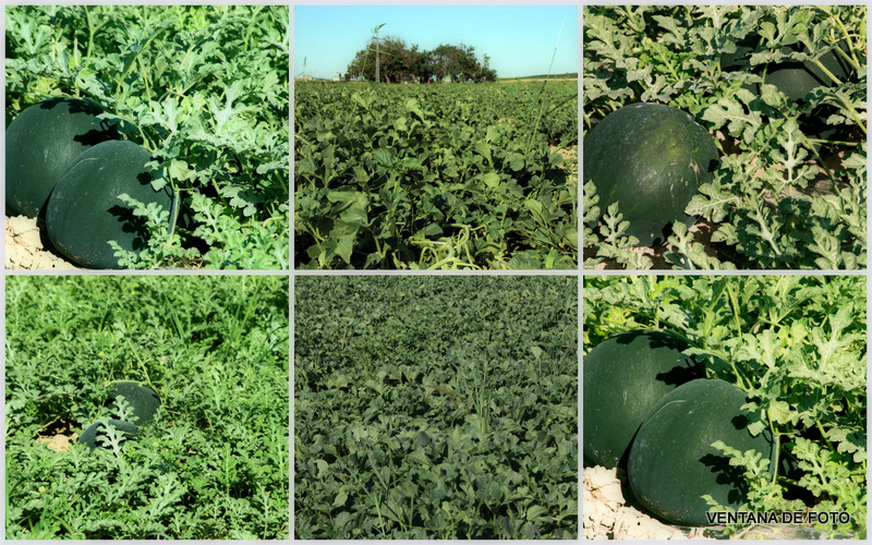 Foto: SANDÍAS - Posadas (Córdoba), España