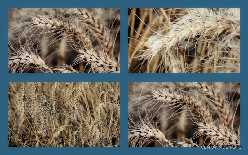 Foto: TRIGALES - Posadas (Córdoba), España