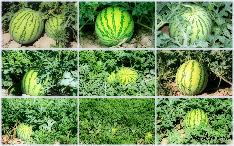 Foto: SANDÍAS - Posadas (Córdoba), España